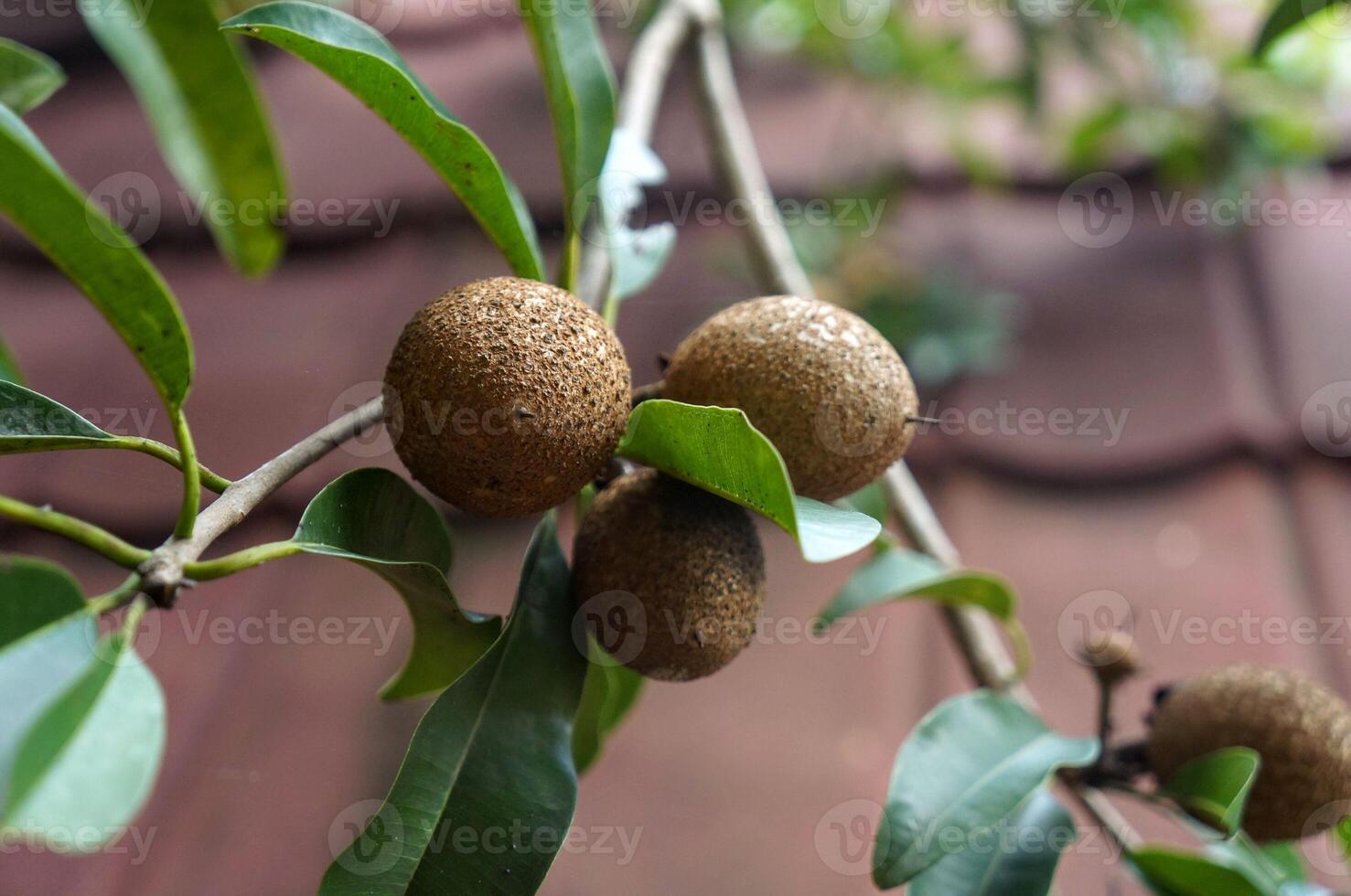 Close-up of ripe sapodilla fruits hanging from a tree branch with green leaves, set against a tiled roof background. photo
