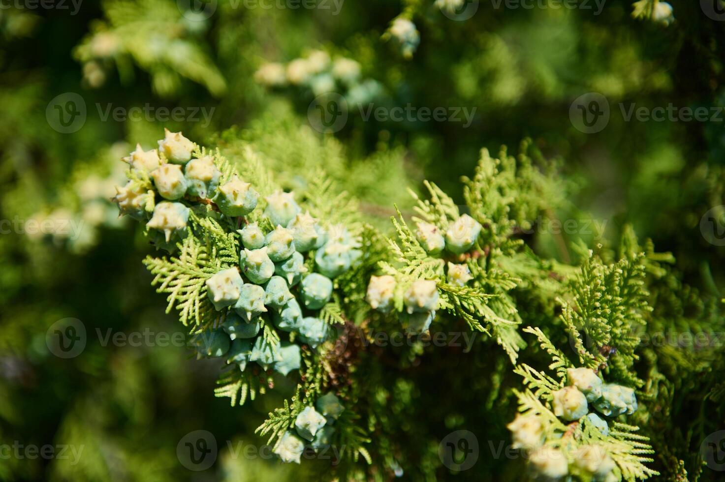 Fresh Green Cedar Branches With Unripe Cones in Sunlight photo