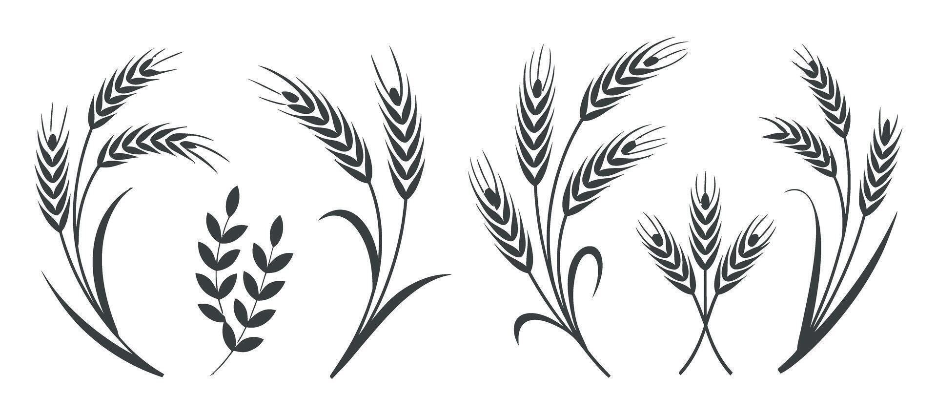 Elegant Wheat Stalks and Grain Branch Silhouettes for Agriculture Harvest and Food Related Designs on a White Background vector