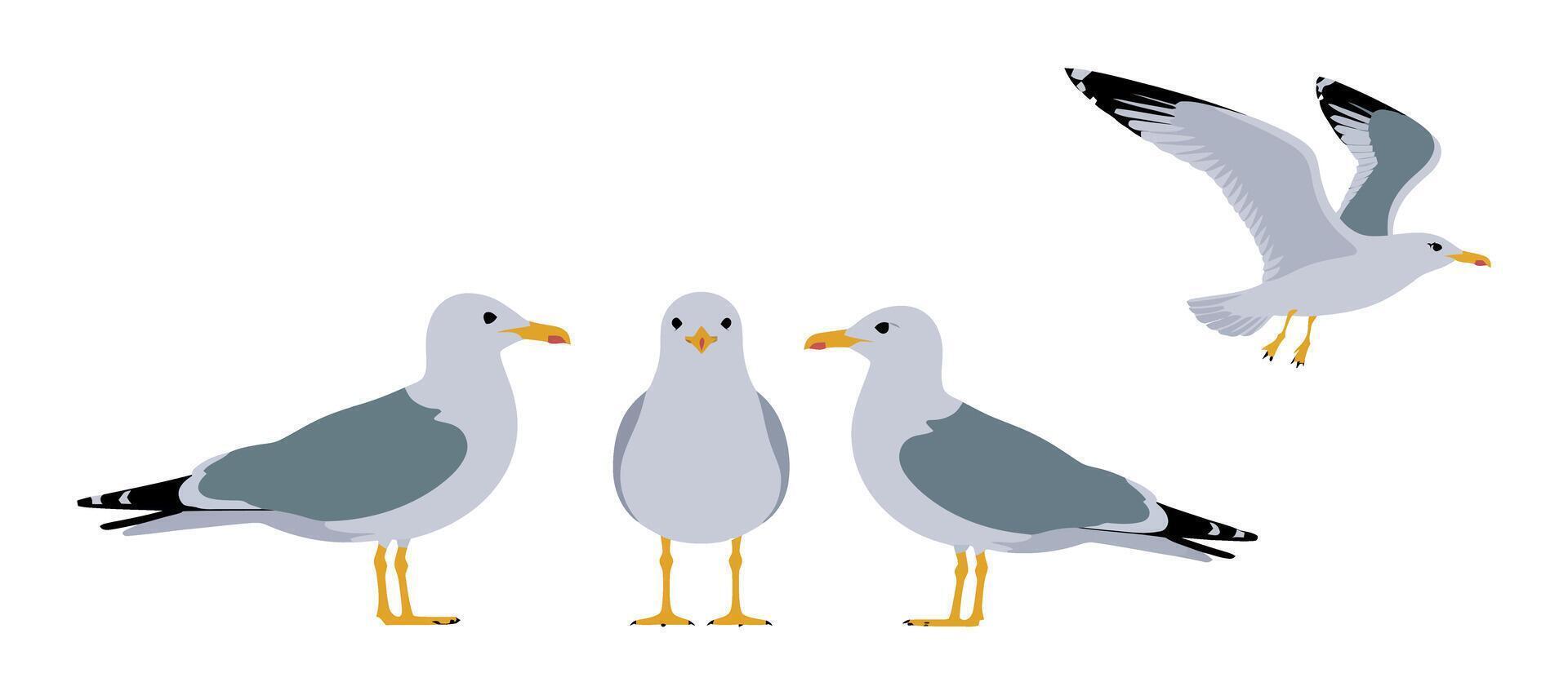 Four Different Views of a Seagull in Flat Design Style vector