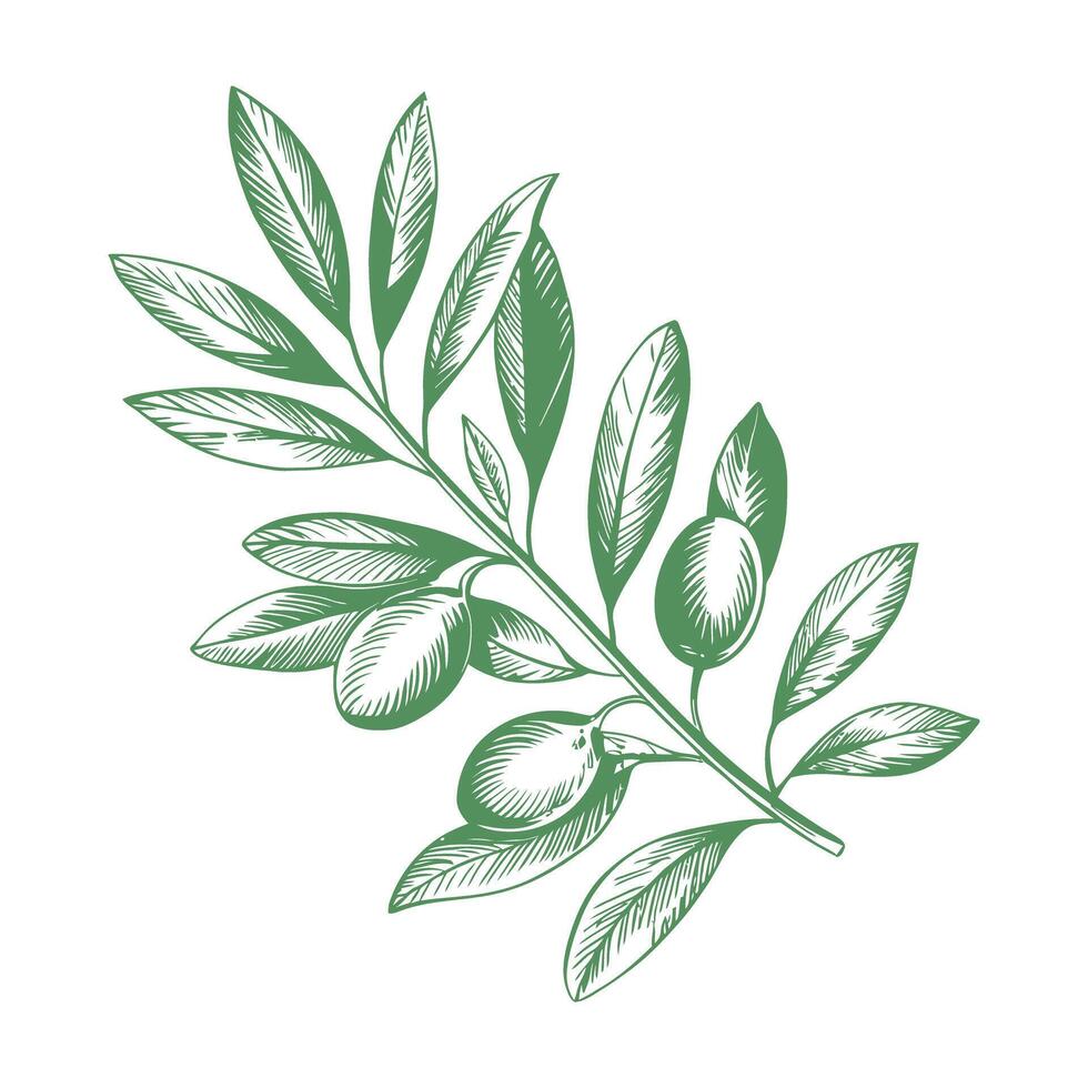 Hand Drawn Olive Branch with Leaves and Olives vector