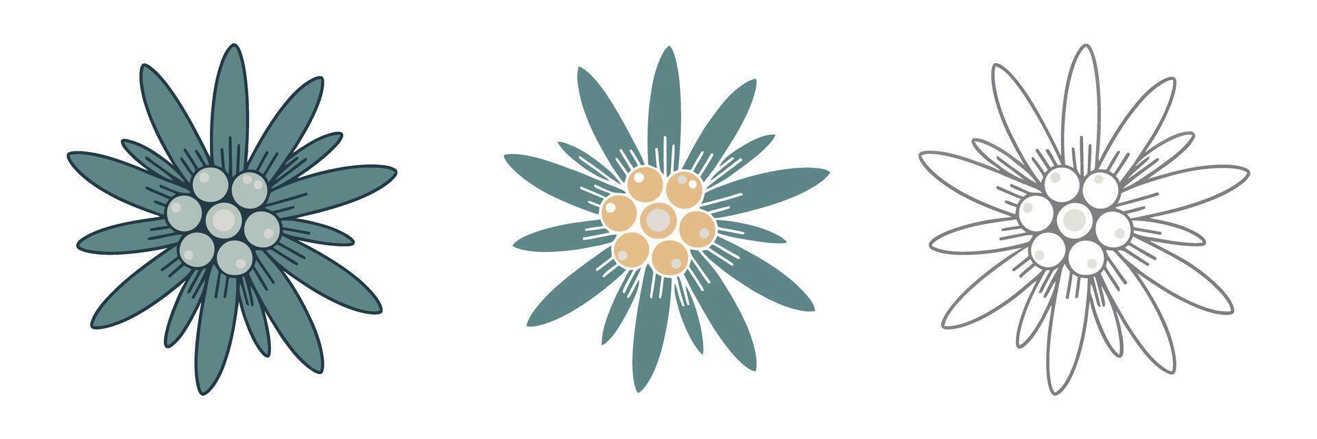 Three variations of a stylized Edelweiss flower design vector