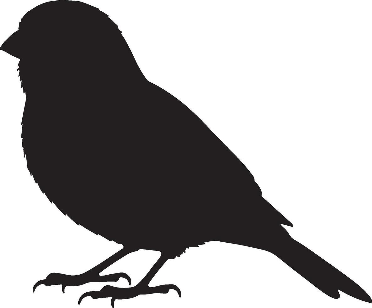 Canary solid black silhoue vector