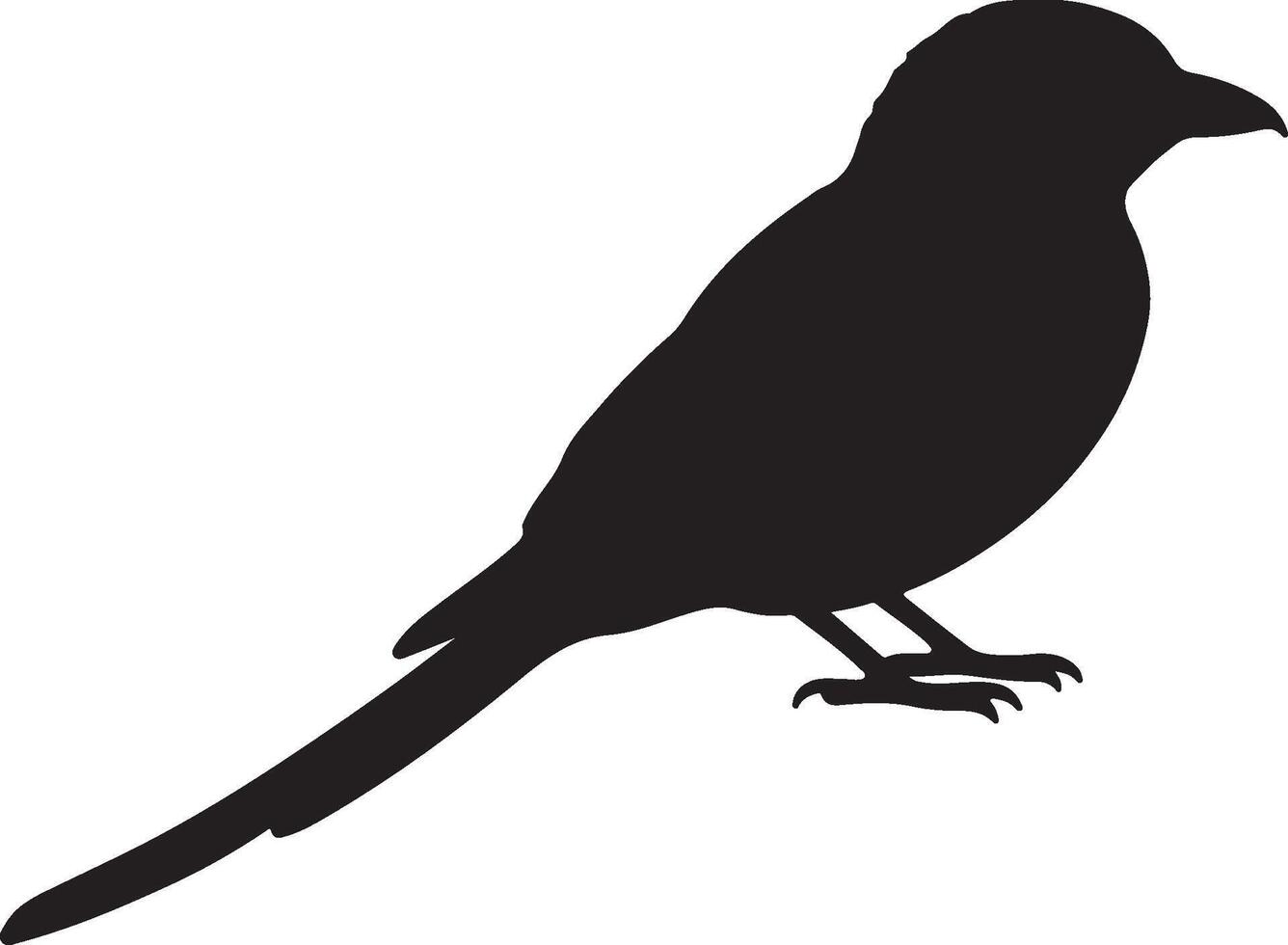 Fork tailed Drongo solid black silhouette vector