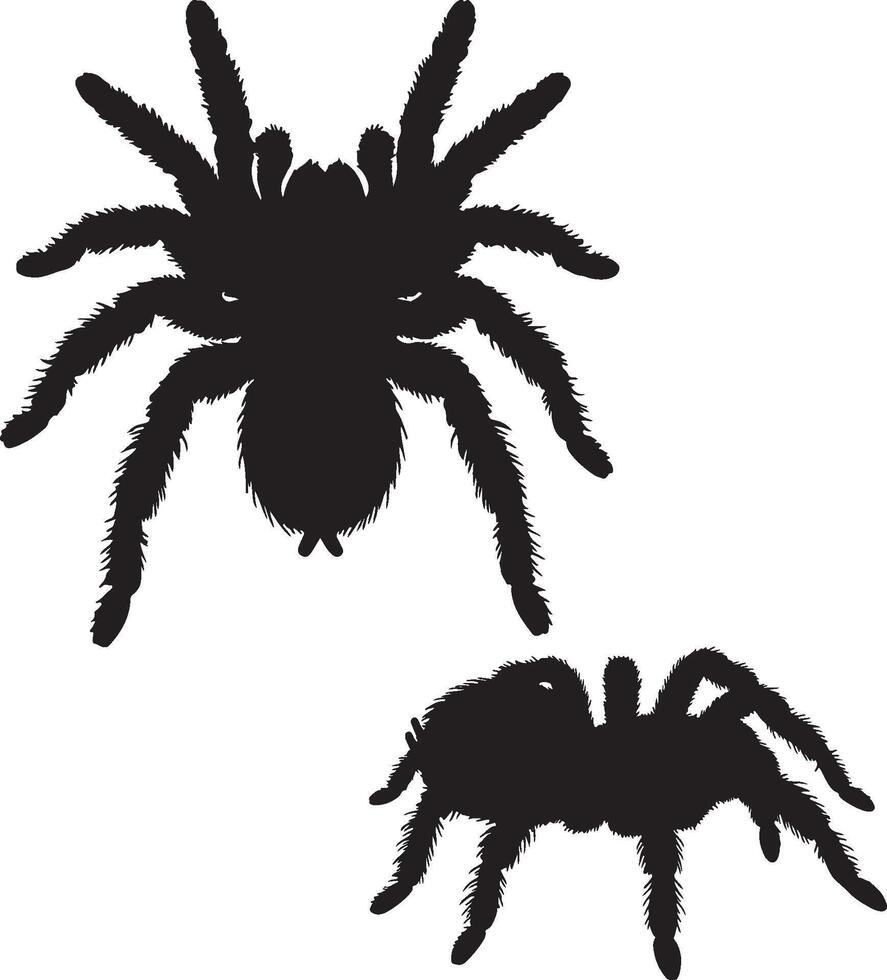 Tarantula solid black silhouette vector