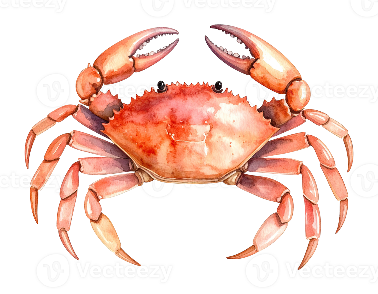 Detailed watercolor crab with coastal design. png