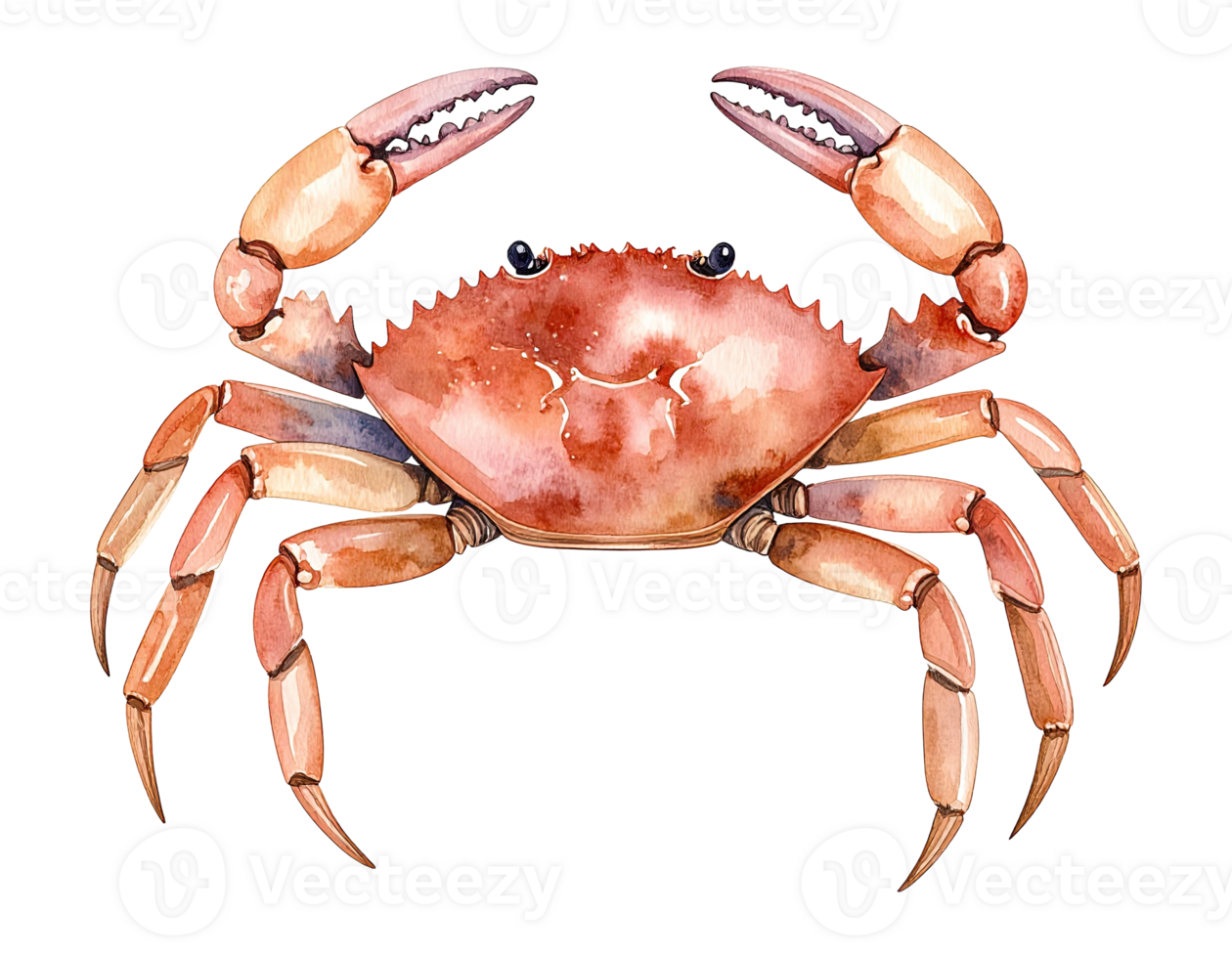 Watercolor painting of a vibrant red crab. png
