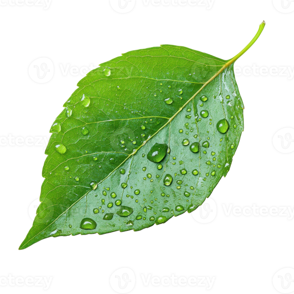 Leaf with water droplets on transparent background png