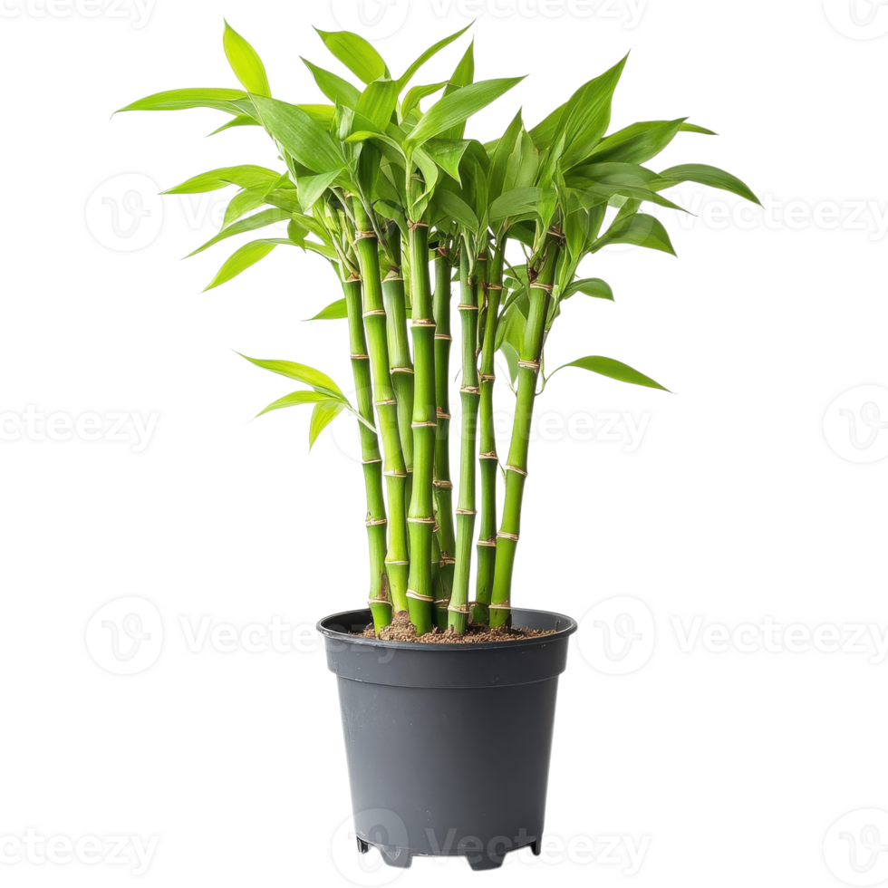 Bamboo plant in a pot on transparent background png
