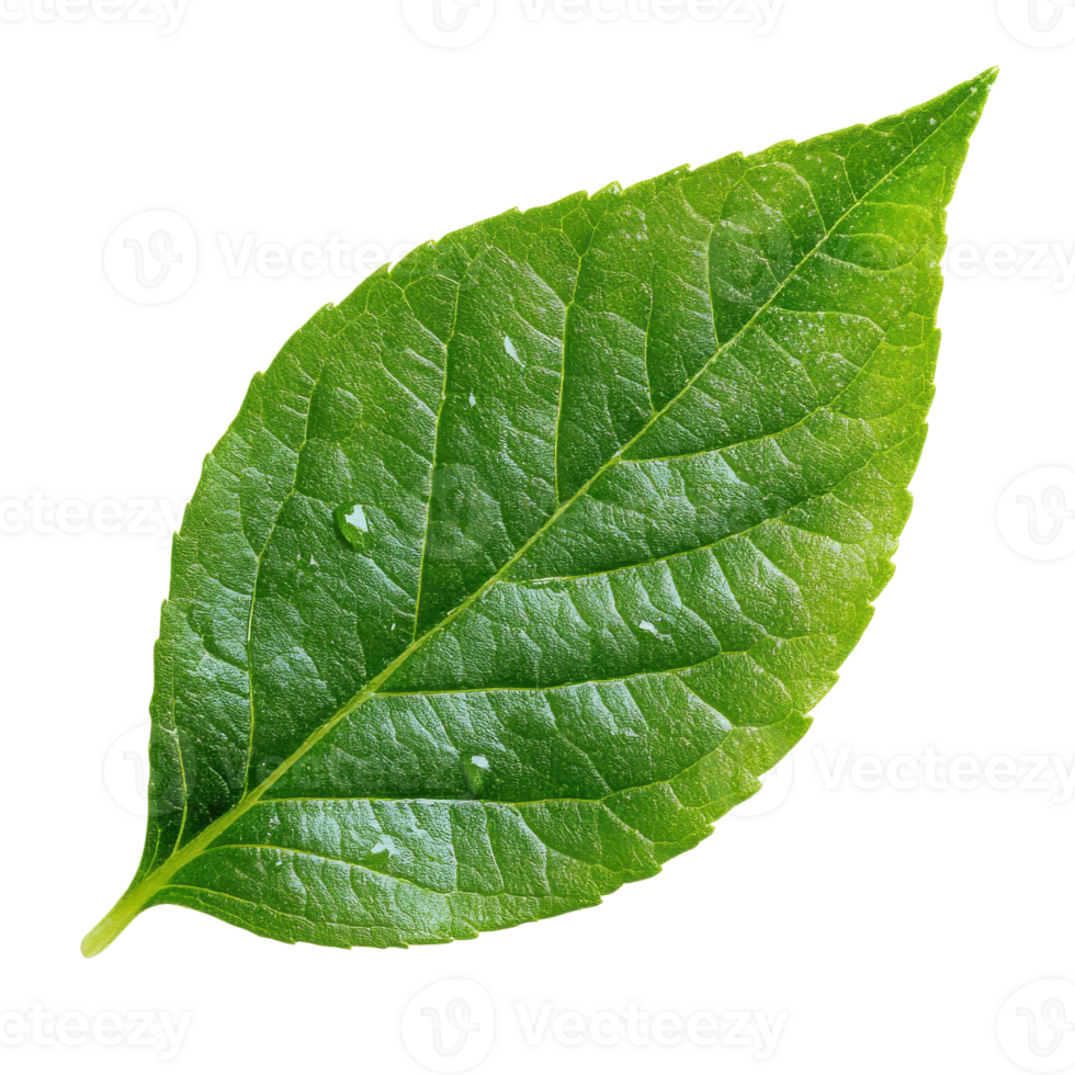 A single green leaf wet on transparent background png