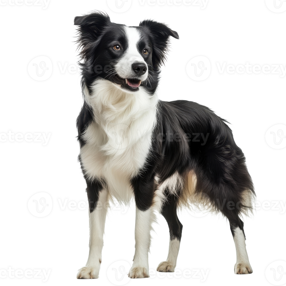 Border collie full view on transparent background. png