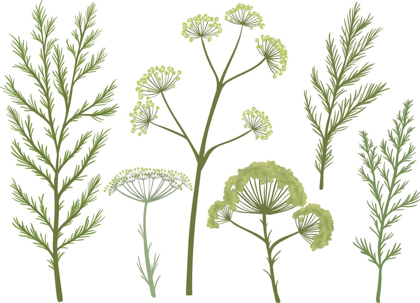 Dill sprig set isolated. Fresh fennel twig, herb plant icon vector