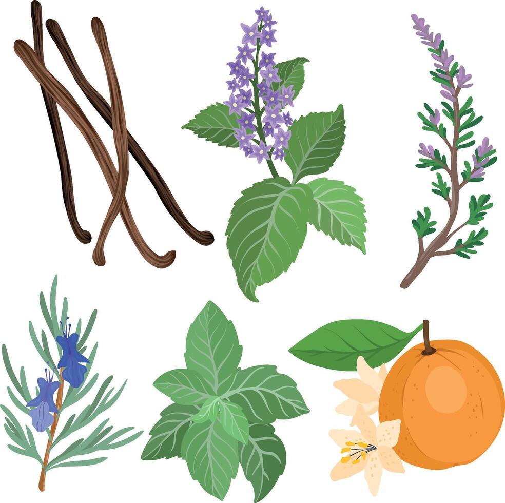 variety of herbs and spices illustration vector