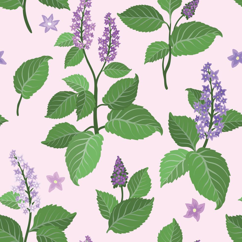 Seamless pattern with Patchouli flowers set. Plant aromatic flowers vector