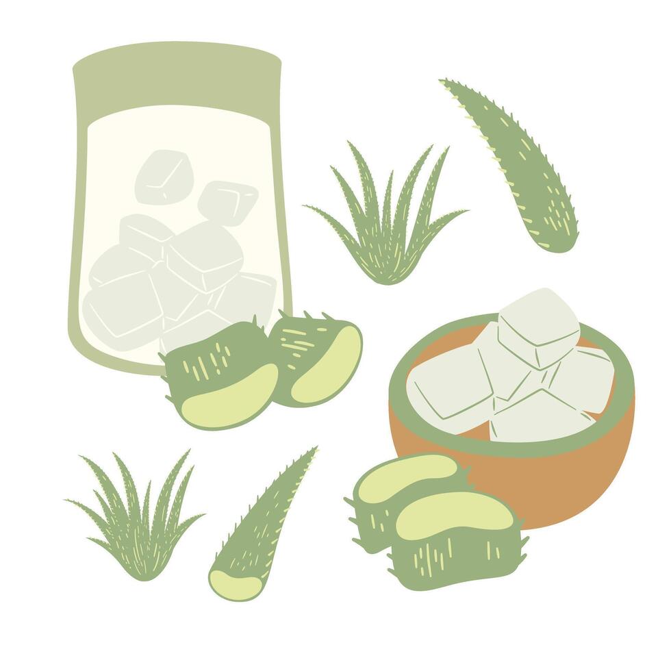 Stylized Aloe Vera Botanical Drawing and Products vector