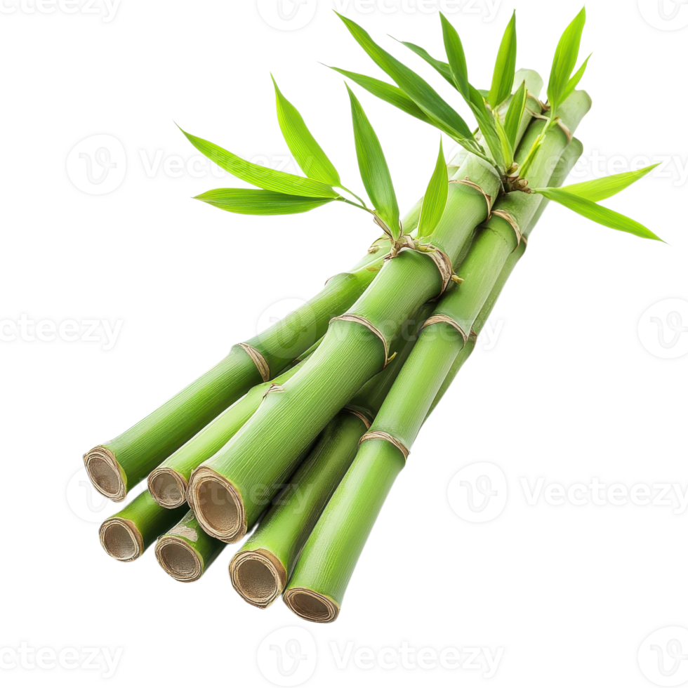 Bamboo stalks with leaves on transparent background png