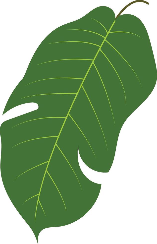 Green Tropical Leaves Illustration with Cartoon Design, Isolated on White Background. vector