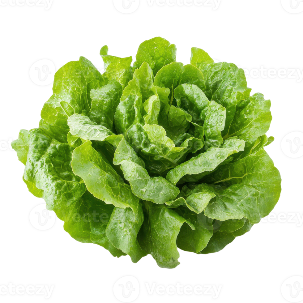 Fresh butterhead lettuce on transparent background png