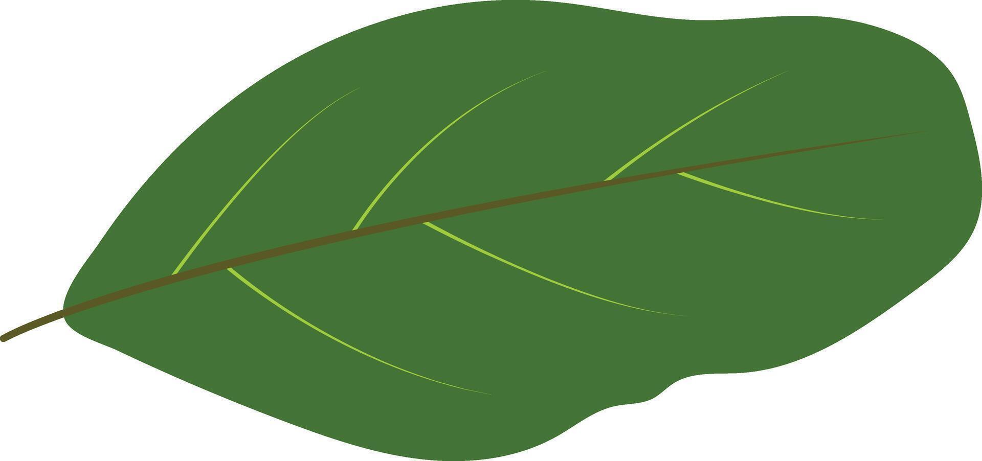 Green Tropical Leaves Illustration. Isolated on White Background. vector