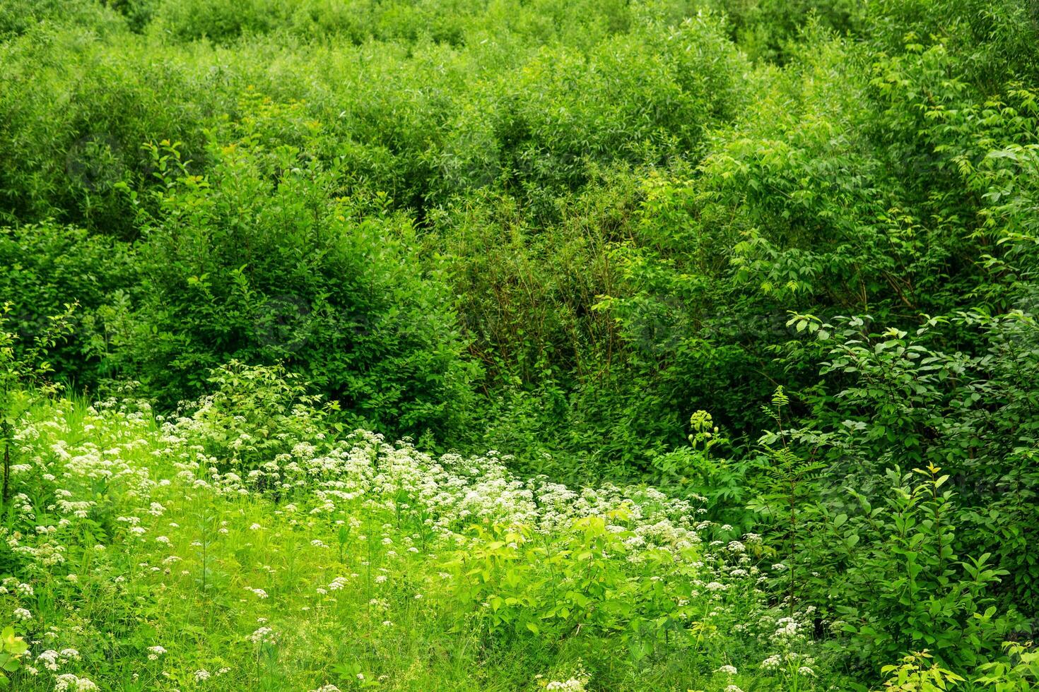 green summer forest and glade with wildflowers and grasses photo