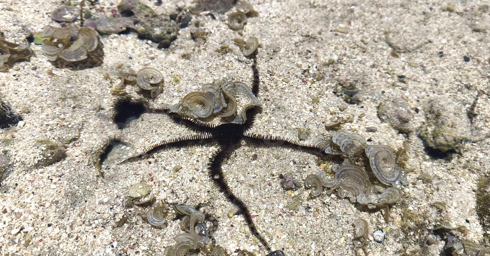 A black brittle star with long tentacles, or brittle starfish, lies on the bottom of a coral reef in clear water near the shore. Diversity of the underwater world photo