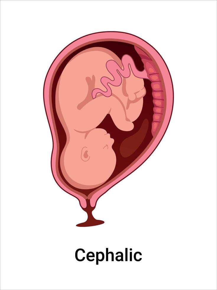 Illustration of cephalic fetal position vector