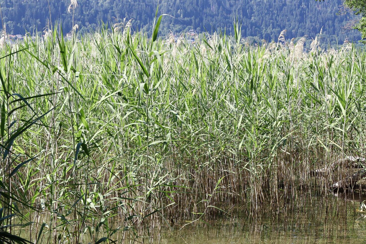 Dense green reed grass growing in shallow lake water with a mountainous forest background. A typical lakeshore wetland habitat on a sunny summer day. photo