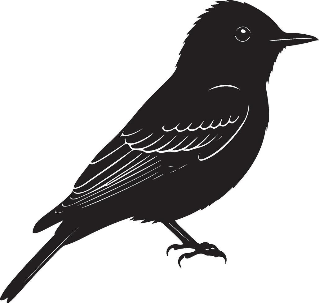 Eastern Phoebe solid black silhouette vector