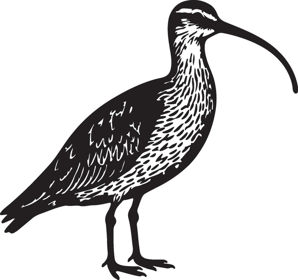 Curlew solid black silhouette vector
