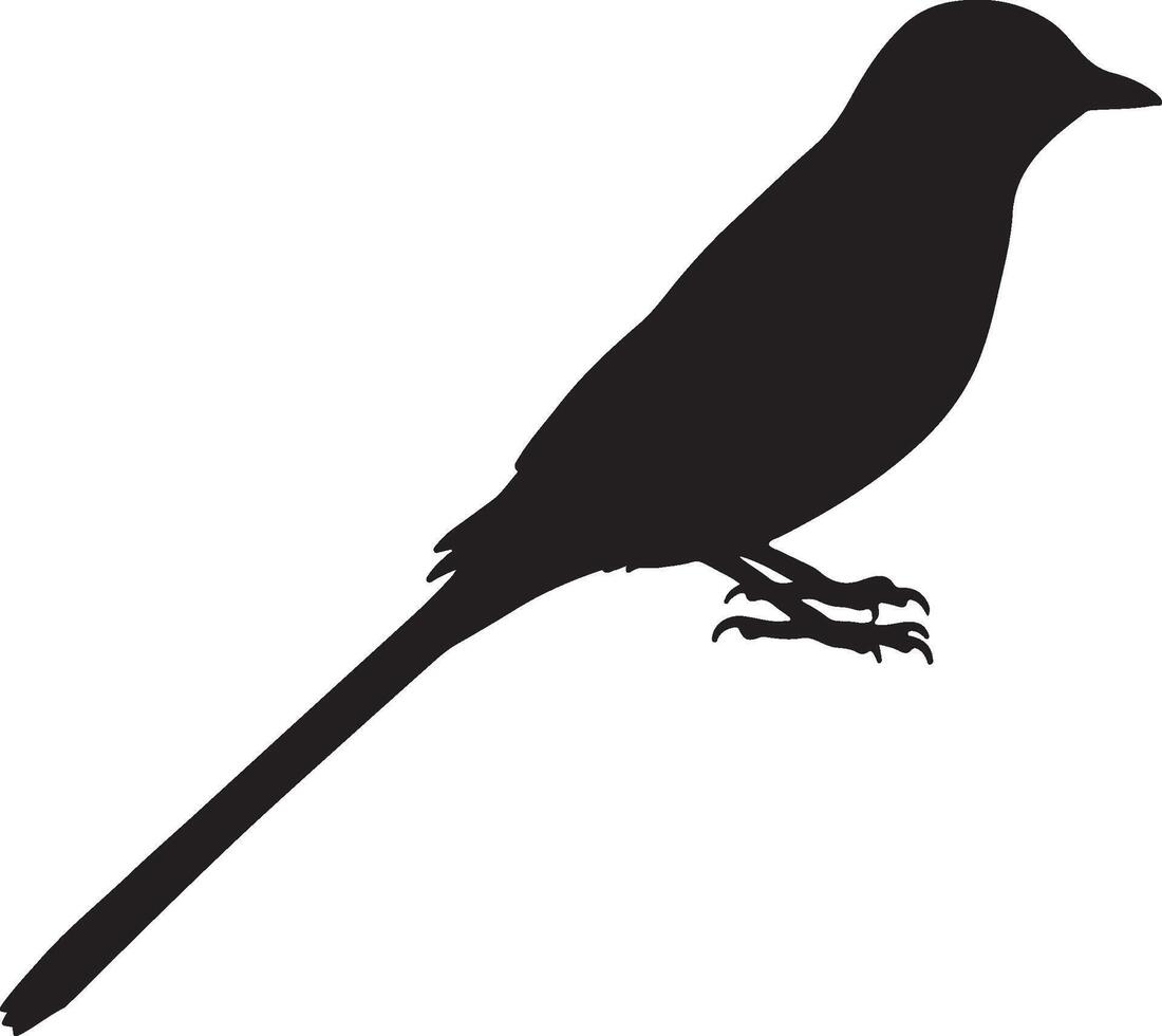 Ecklons Widowbird solid black silhouette vector