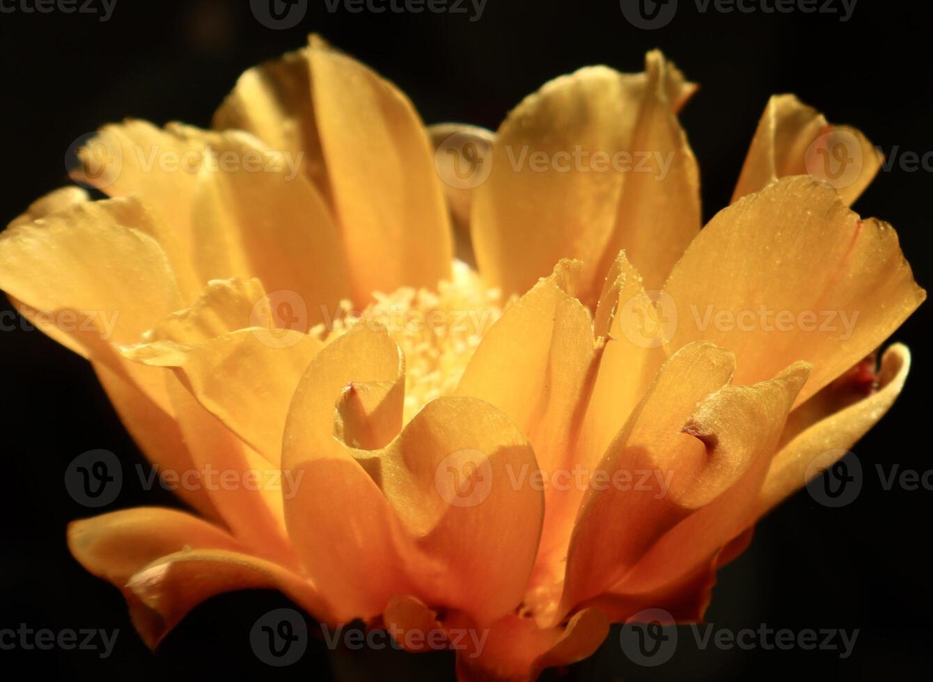 Close-up of a vivid yellow cactus flower glowing in sunlight. Delicate petals open wide, highlighting the flowers natural beauty against a dark background. photo