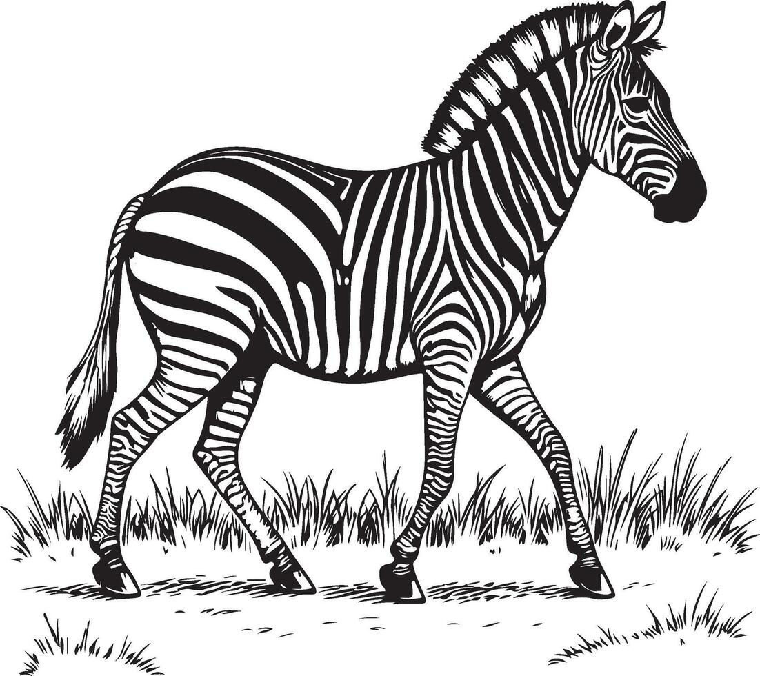 Vintage Line Art Illustration of a Walking Zebra in Grassland vector