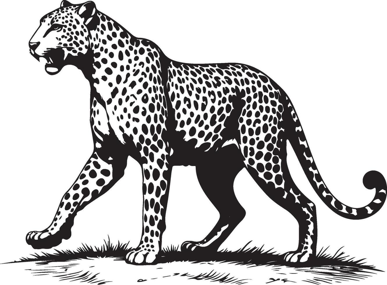 Antique Line Art Illustration of a Walking Leopard in Profile vector