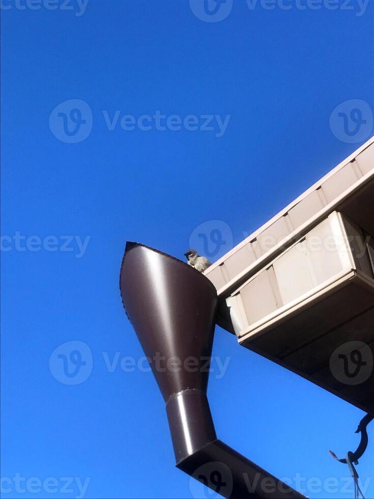 Squirrel perched on a rain gutter under a clear blue sky photo