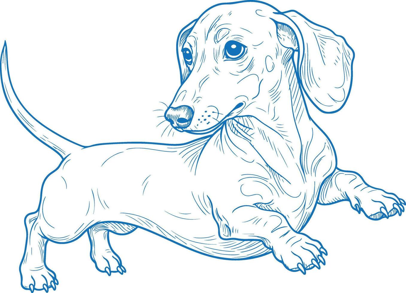 Hand-drawn illustration of a playful Dachshund turning its head with lifted paw in a vintage sketch style vector