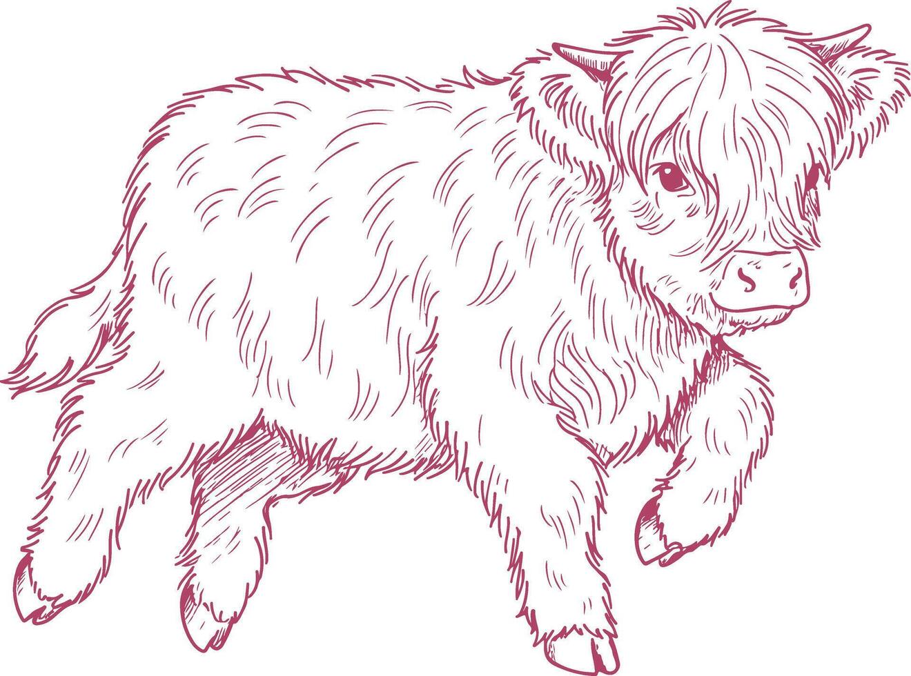 Walking Baby Highland Cow Fluffy Farm Animal Illustration in Hand-Drawn Style vector
