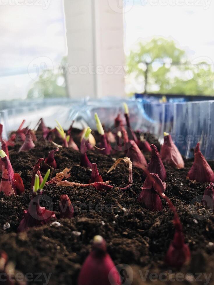 Growing red onion sprouts in planter indoors photo