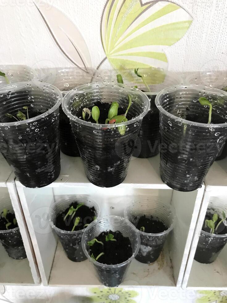 Seedlings grow in clear cups on a white shelf indoors photo
