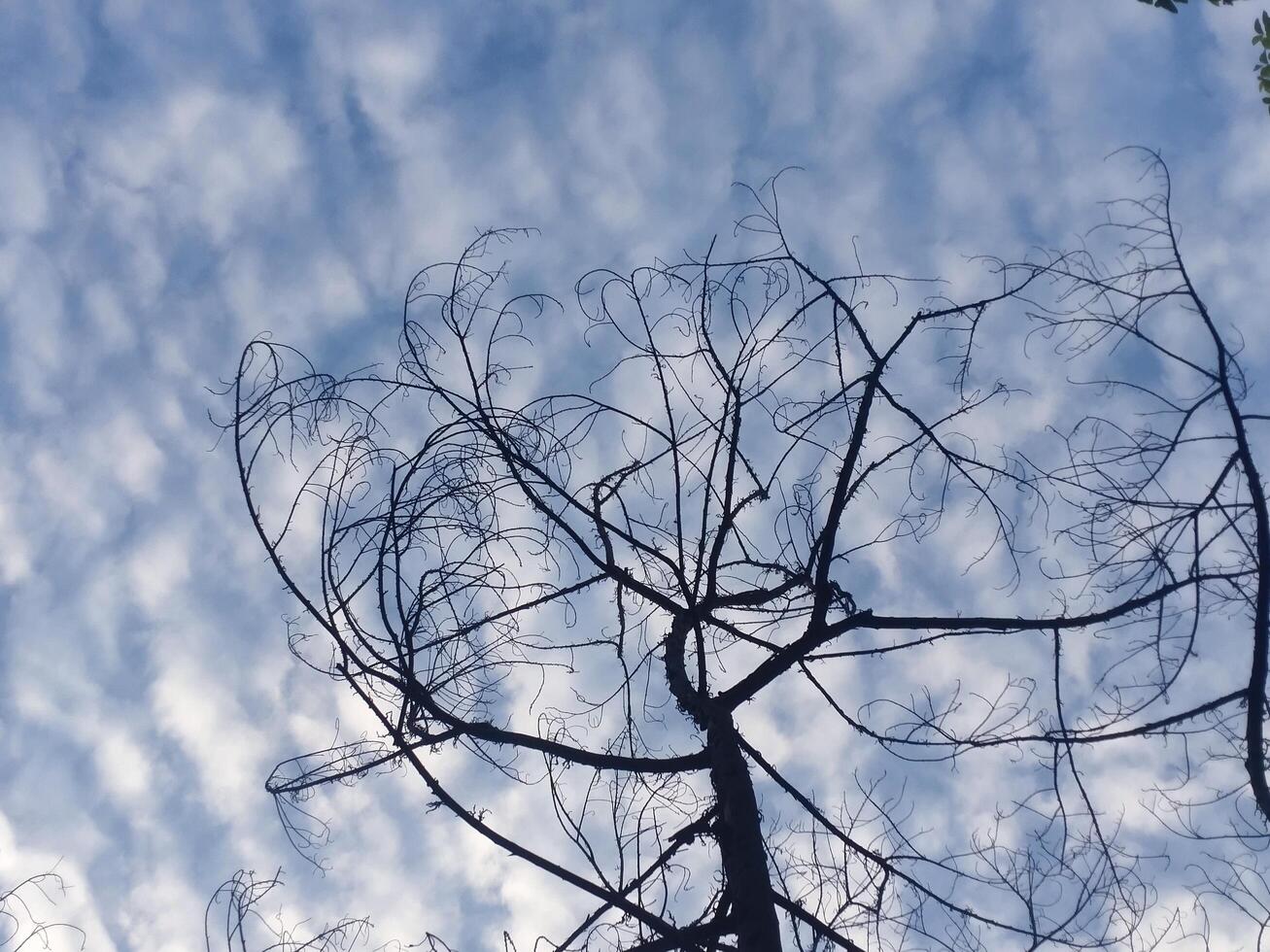 Bare tree branches, blue cloudy sky background. Deciduous plants photo