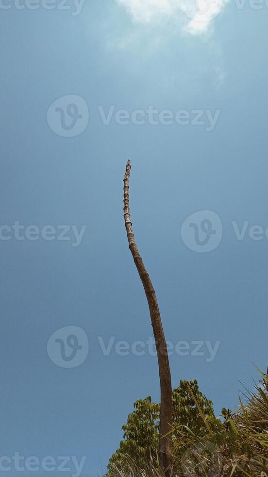 A tall tree with a long trunk and a long branch photo