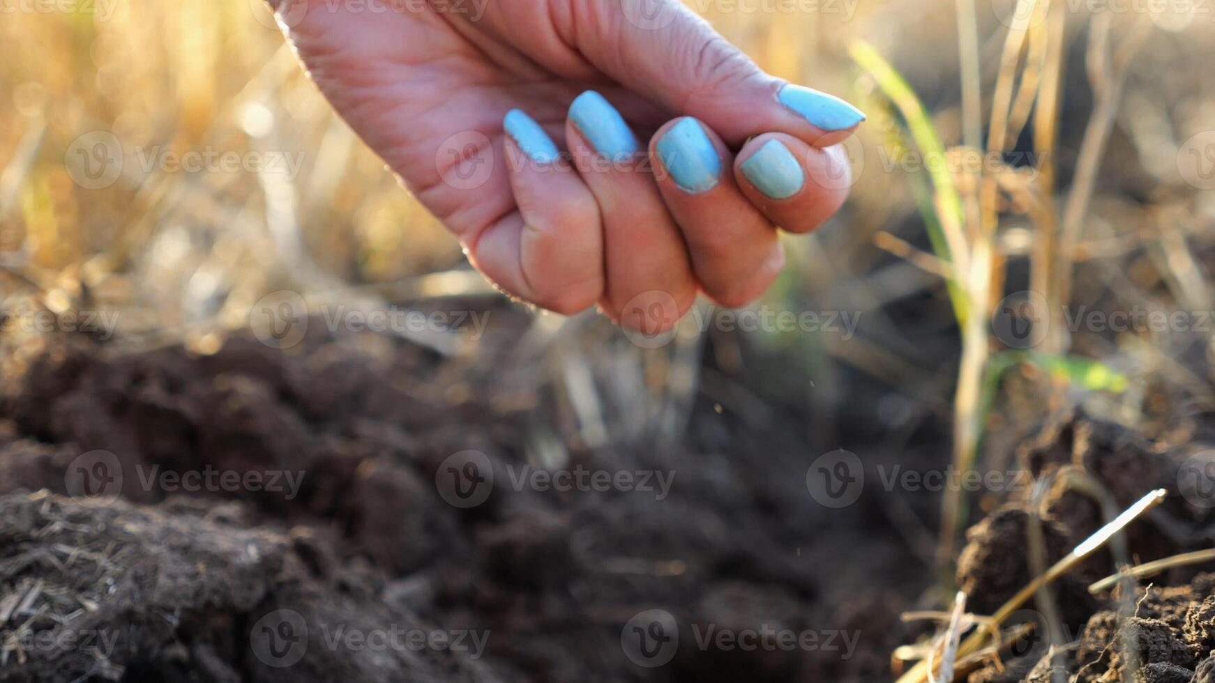 Female hand of agronomist sowing seeds on plantation at sunset. Arm of adult farmer planting yellow grains in dry soil at field. Concept of agriculture and agronomy business. Slow motion photo