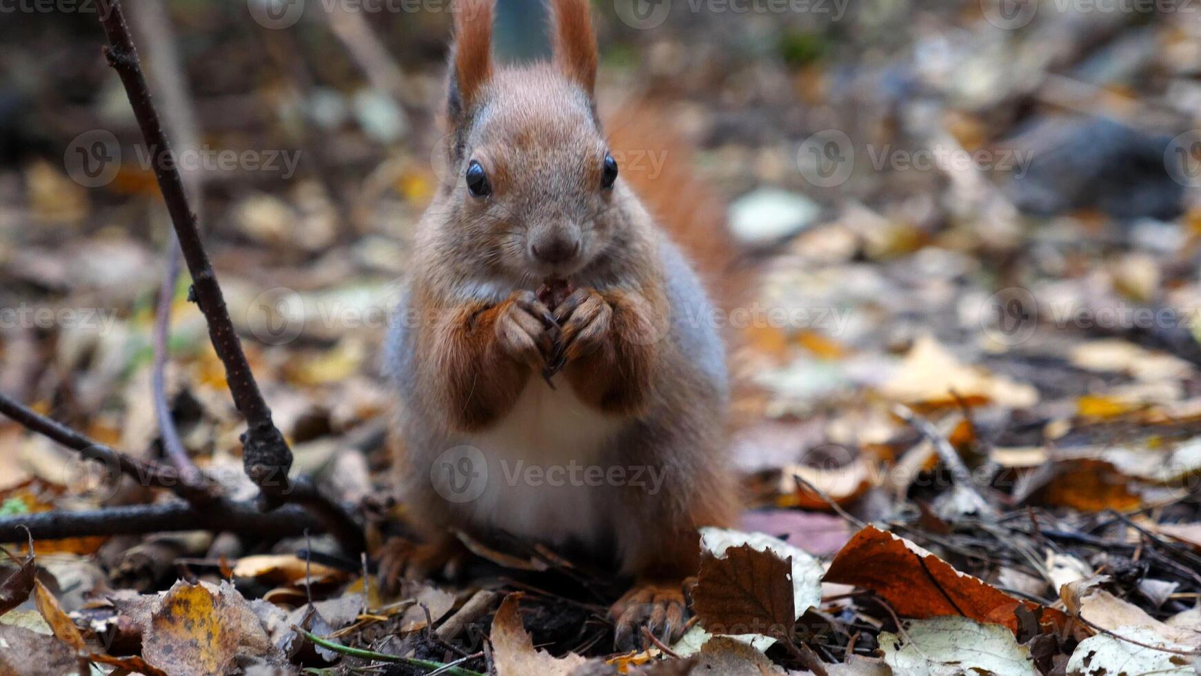Wild fluffy squirrel gnawing nuts at forest.Cute brown rodent eating found walnuts at autumn park. Portrait to small sciurus chewing food outdoor. Concept of wildlif photo
