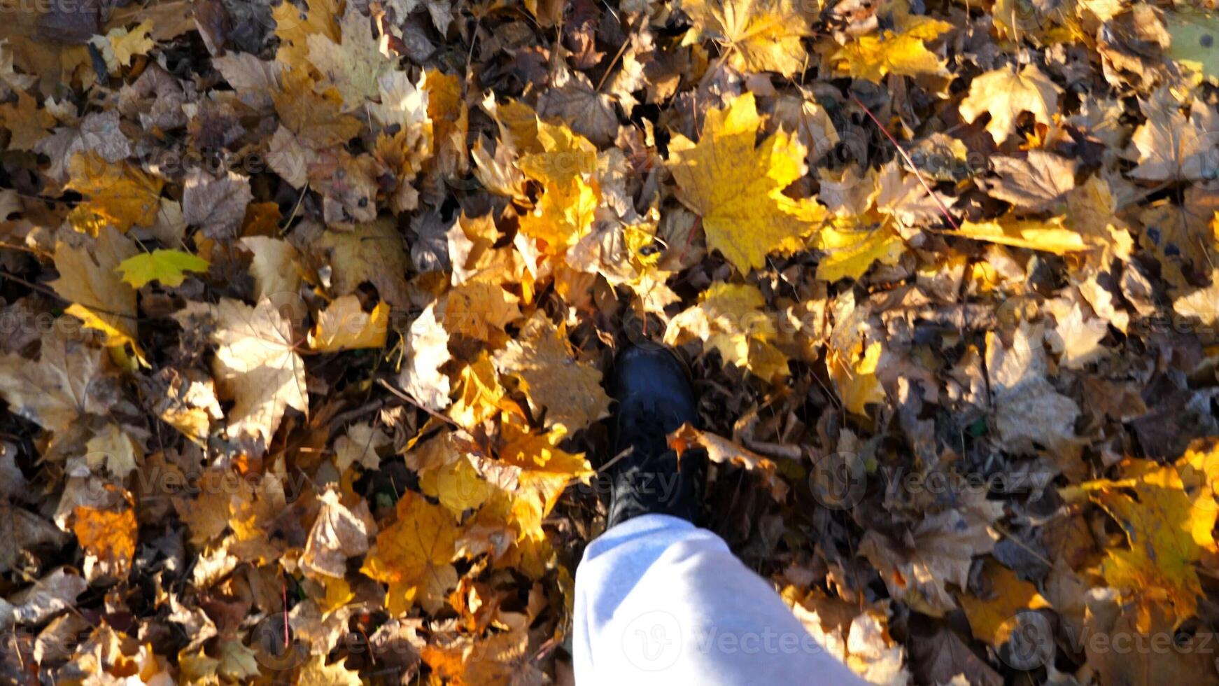 Point of view to male foot stepping on fallen maple leaves.Legs of young man in sneakers kicks up yellow foliage going at autumn forest. Guy walking at wild nature. Slow mo photo