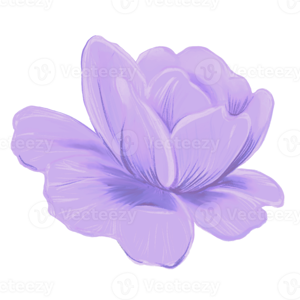 Purple flower handdrawn illustration png