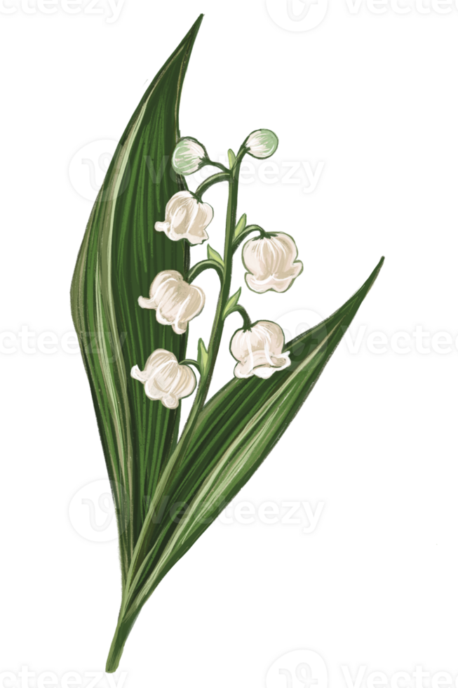 Hand drawn lily of the valley illustration png