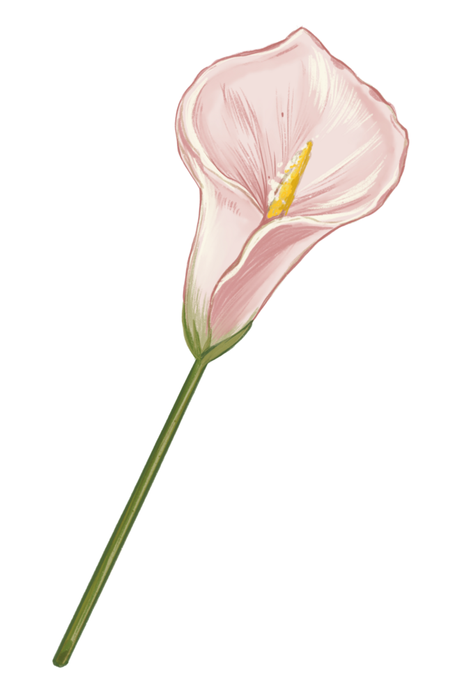 Single Calla Lily Handdrawn Illustration png