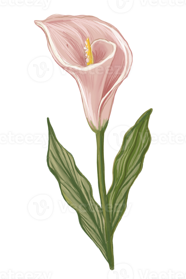 Hand drawn pink calla lily png