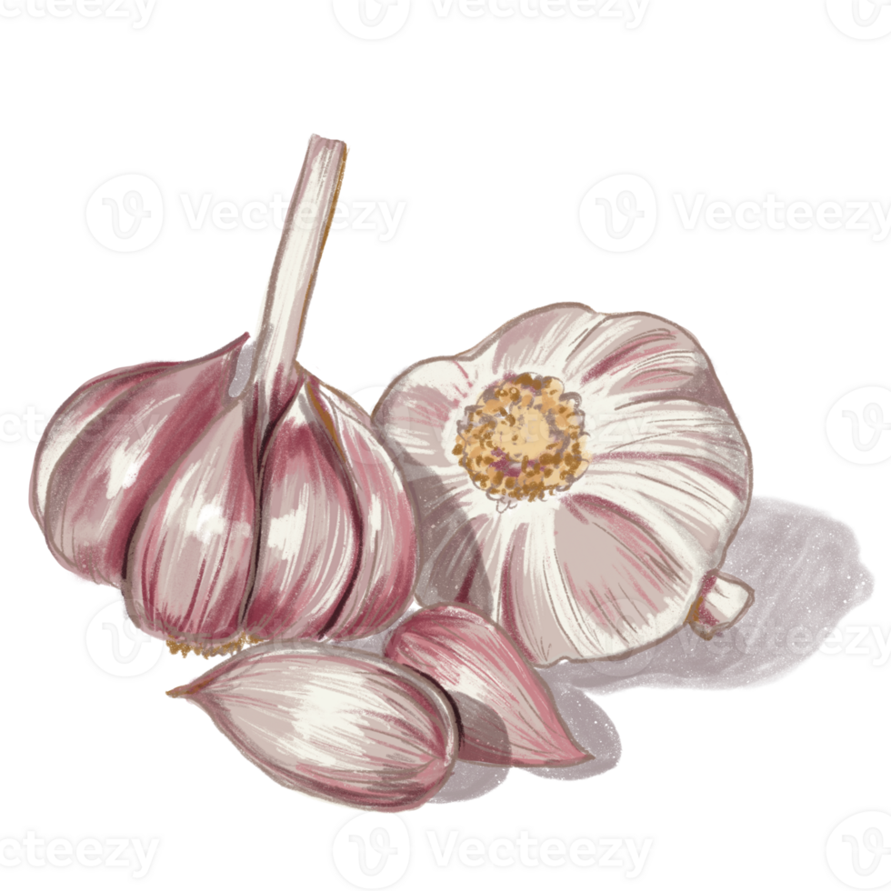 Raw garlic handdrawn illustration png