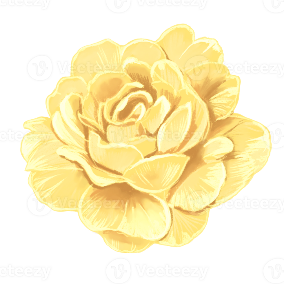 Yellow Rise Handdrawn Illustration png