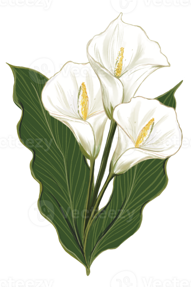 Calla lily hand drawing illustration png